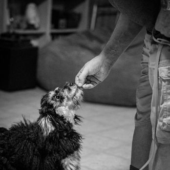Canine Moxy - After mastering basic obedience commands, Macha developed a newfound love for her kennel and learned to greet guests politely. - Pet Training Near Me - Buda, Texas