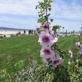Coronado Center Beach - near the Hotel Del - Beaches Near Me - Coronado, California Coronado Center Beach - near the Hotel Del - Beaches Near Me - Coronado, California