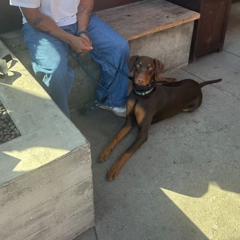 Topline K9 Services - Laying calmly in public - Pet Training Near Me - Perris, California Topline K9 Services - Laying calmly in public - Pet Training Near Me - Perris, California