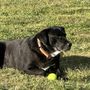 Photo of K-10 Dog Training