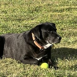 K-10 Dog Training