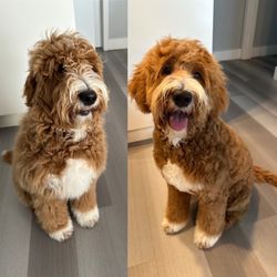 The Charming Canine - Before and After