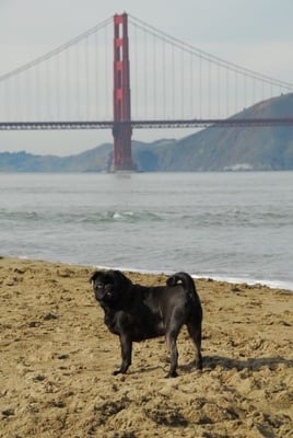 Crissy Field Center by null