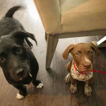 Pups-n-Purrs Pet Sitting - Pet Sitting Near Me Pups-n-Purrs Pet Sitting - Pet Sitting Near Me