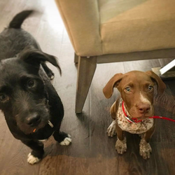 Pups-n-Purrs Pet Sitting