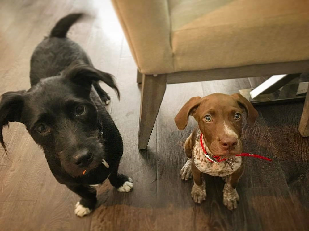 Pups-n-Purrs Pet Sitting - pet boarding facility in Cleveland, OH