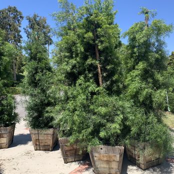 Nature's Gardeners - Healthy trees he brought to our backyard! - Landscaping Near Me Nature's Gardeners - Healthy trees he brought to our backyard! - Landscaping Near Me