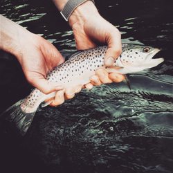 Esopus Creel - Fly fishing for trout in the Catskills
