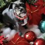 Photo of Shaggy Chic Dog Grooming