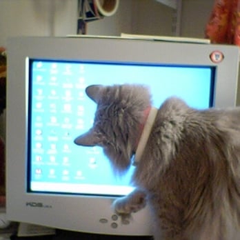 DeSoto Animal Clinic - Our cat, Romeo, using the PC - Veterinarians Near Me - Bradenton, Florida