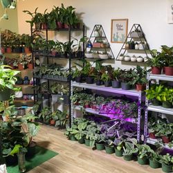 Succulents Empire