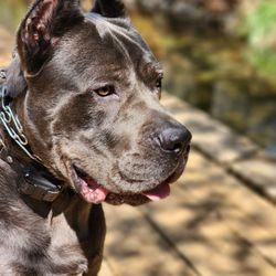 For The Love Of Dog - Gino from the bay area on a hike during a training session