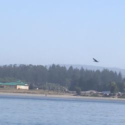 Stella’s Adventures - Pelican