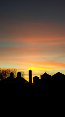 Dehns Pumpkins by null