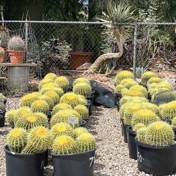 Bach's Cactus Nursery - Nurseries & Gardening Near Me - Tucson, Arizona