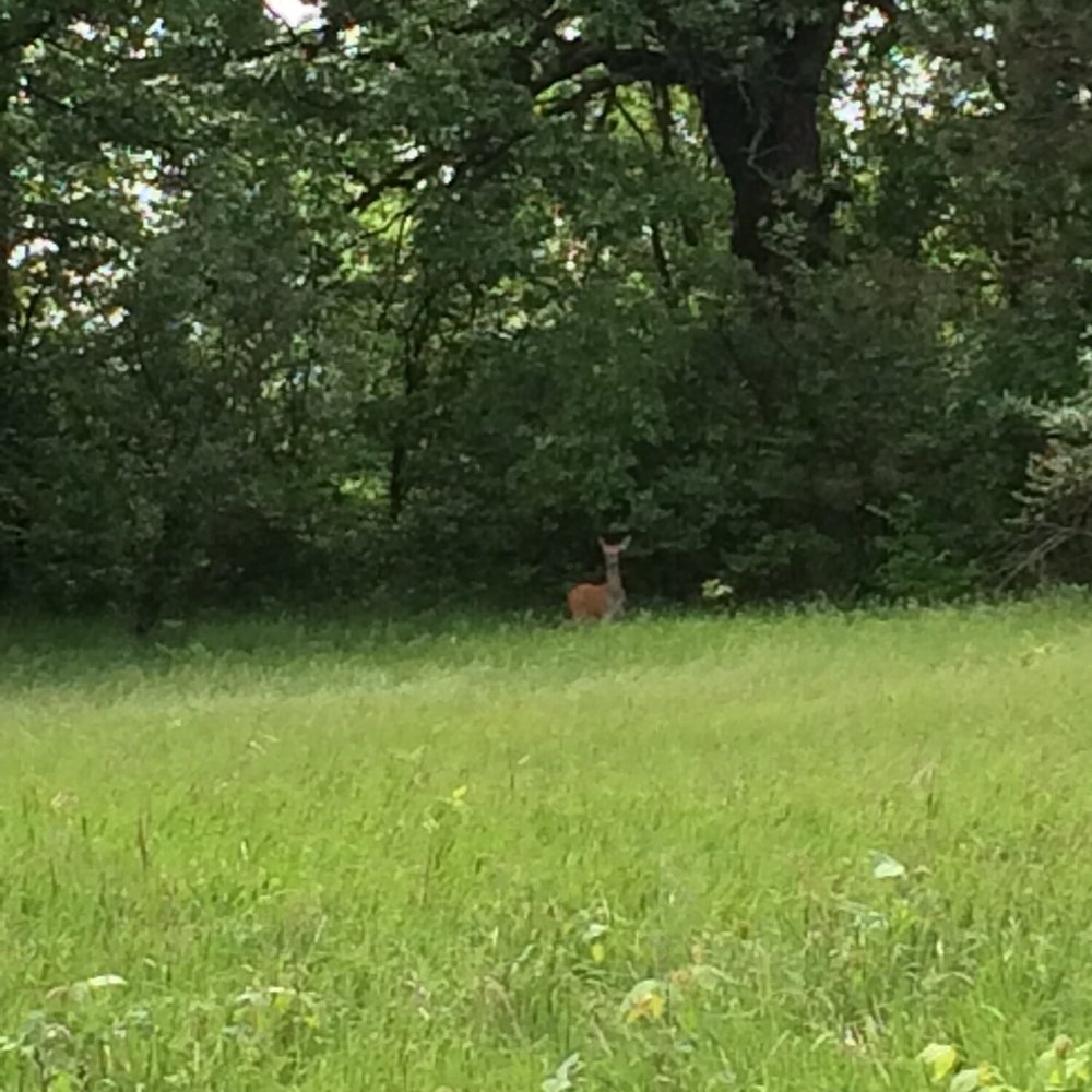 Johnson Sauk Trail State Park - Lots of wildlife - Parks Near Me - Kewanee, Illinois