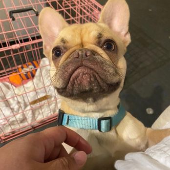 Running Amok - Pet Training Near Me Running Amok - Pet Training Near Me