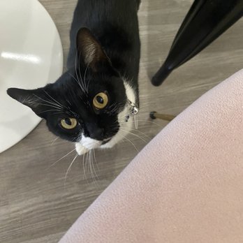 Pounce Cat Cafe - Themed Cafes Near Me - Savannah, Georgia