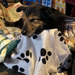 Aunt Hazel’s Whichcraft Project - Buddy :)