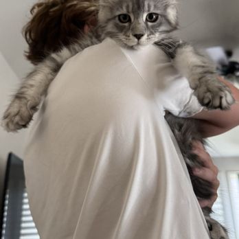 Marinas Maine Coons - Loki - Pet Breeders Near Me Marinas Maine Coons - Loki - Pet Breeders Near Me