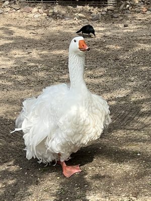 Philadelphia Zoo by null