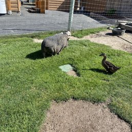 Hog and duck at petting zoo Hog and duck at petting zoo