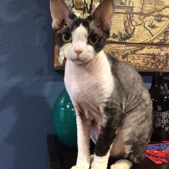 Nancy's All Inclusive Pet Care - Pet Sitting Near Me - Ann Arbor, Michigan Nancy's All Inclusive Pet Care - Pet Sitting Near Me - Ann Arbor, Michigan