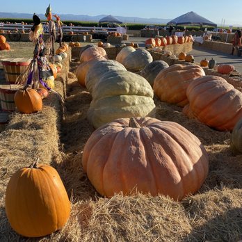 Borchard Farms - Giant pumpkins! - Pumpkin Patches Near Me - Salinas, California