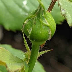 Northeast Nursery Garden Center - Even more aphids!!!
