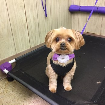 The Purple Poodle - Cookie ~ after - Pet Groomers Near Me - Carol Stream, Illinois