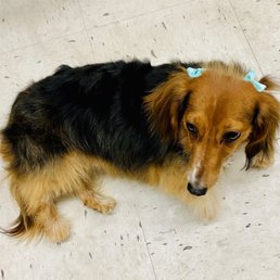 Lola my long haired dachshund