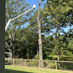 Treo Tree Service