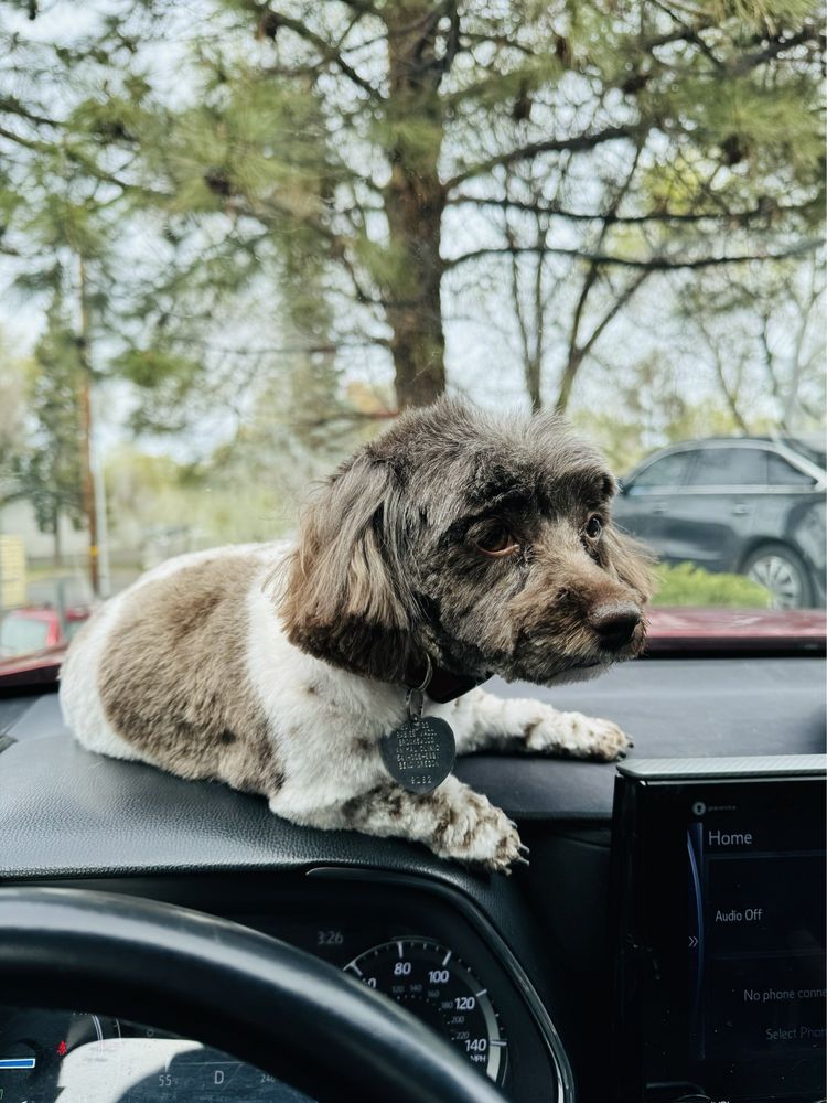 DIRTY DOG GROOMING Updated August 2024 14 Photos & 26 Reviews