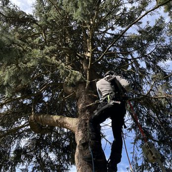 Pacific Tree Solutions - Avel Climbing, and Removing Spruce! - Tree Services Near Me Pacific Tree Solutions - Avel Climbing, and Removing Spruce! - Tree Services Near Me