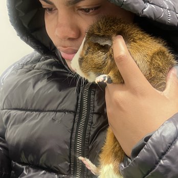 VEG ER for Pets - Zion & Blaze his world - Emergency Pet Hospital Near Me - Boston, Massachusetts