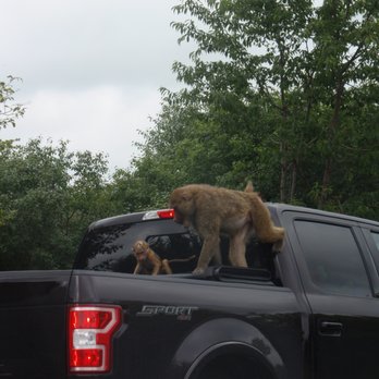 African Lion Safari - Baboons on the car - Zoos Near Me - Cambridge, Ontario African Lion Safari - Baboons on the car - Zoos Near Me - Cambridge, Ontario