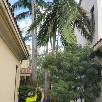 Castle Tree Art - We have the know-how to do the job RIGHT! - Tree Services Near Me - Coral Springs, Florida Castle Tree Art - We have the know-how to do the job RIGHT! - Tree Services Near Me - Coral Springs, Florida