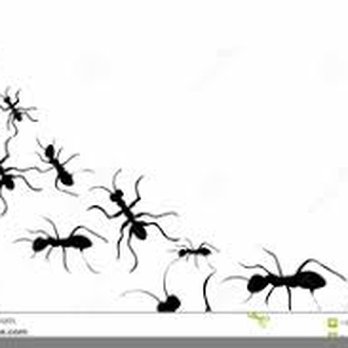 Maximum Exterminating - Pest Control Near Me Maximum Exterminating - Pest Control Near Me