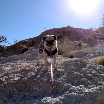 Agua Caliente Park - Emma the pug thinks the sun is too hot in the late spring - Campgrounds Near Me - Julian, California