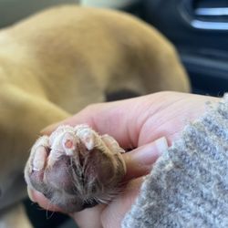 All About the Dogue Salon & Spa