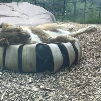 Lake Superior Zoo - Adorable sleeping lion - Zoos Near Me - Duluth, Minnesota