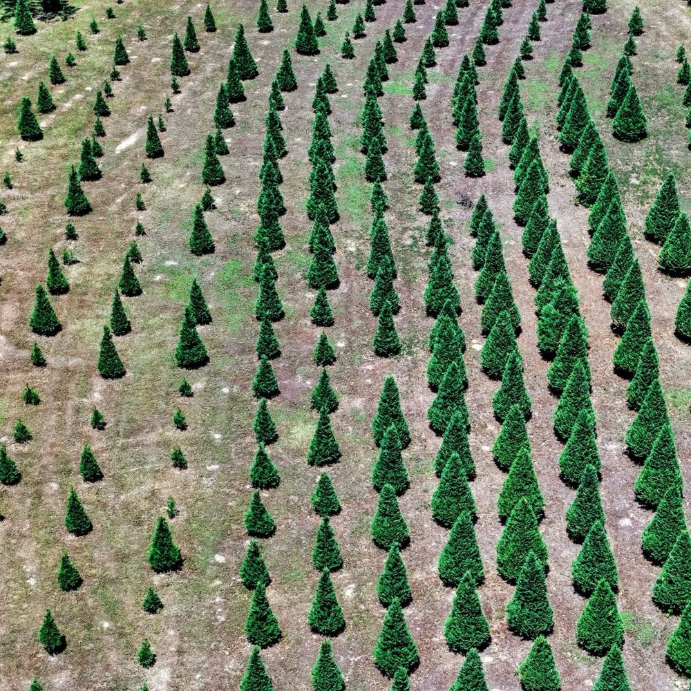 Church Farm Christmas Trees - Top view of one of their many fields of trees - Christmas Trees Near Me - Pell City, Alabama