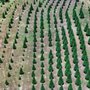 Photo of Church Farm Christmas Trees