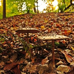 Gosnell Big Woods Preserve - Photo by Nigel P. Kent