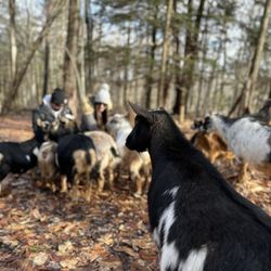 Tinney's Tavern - Into The Woods Farm Goat Adventure