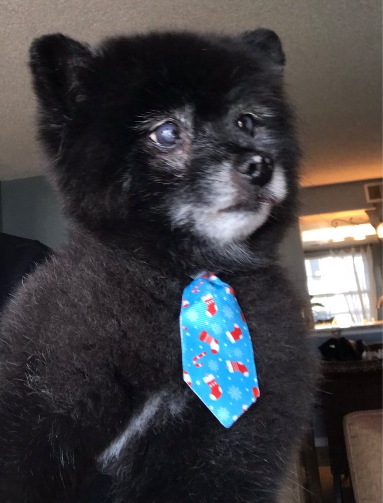 Woof Gang Bakery & Grooming - Cocoa Beach Image