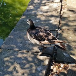 A.Z. Vogelpark Lampertheim