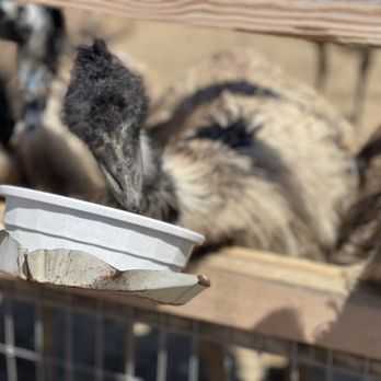 Ostrichland USA - Attraction Farms Near Me - Solvang, California Ostrichland USA - Attraction Farms Near Me - Solvang, California