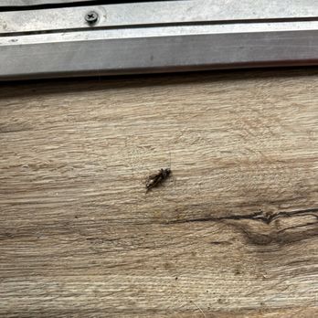 Wapiti Lodge - 3 bug found coming in from gap in bottom of door - Hotels Near Me - Durango, Colorado Wapiti Lodge - 3 bug found coming in from gap in bottom of door - Hotels Near Me - Durango, Colorado