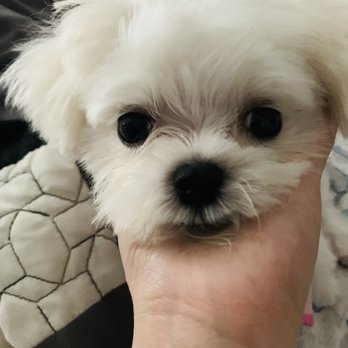 Groom-Groom - Pet Groomers Near Me Groom-Groom - Pet Groomers Near Me